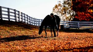 Welfare and Safety of the Racehorse Summit, Eclipse Sportswire